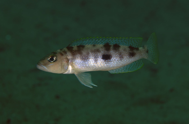 Lepidiolamprologus sp. 'hecqui mahale' Siyeswe Bay